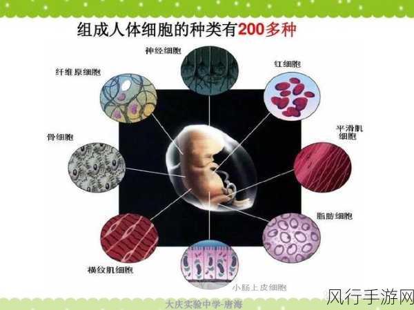 人体健康卫士——细胞的奥秘