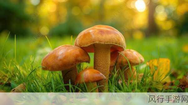 7x7x7x7x任意槽蘑菇-探索7x7x7x7与任意槽蘑菇的无限可能性与应用潜力