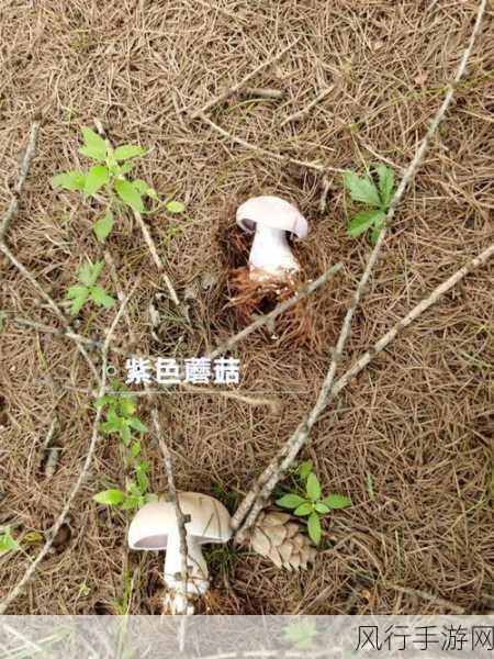 7x7x7x7x任意槽蘑菇-探索7x7x7x7与任意槽蘑菇的无限可能性与应用潜力