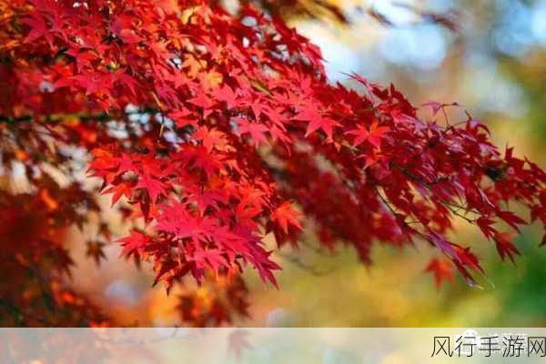 探寻霜叶红于二月花中的神秘红叶树种