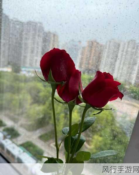 506寝室的灯灭了以后6朵-506寝室的灯灭了,六朵花儿在黑暗中静静绽放