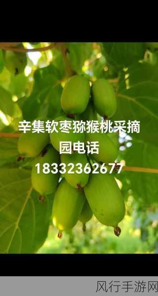 猕猴桃采摘的秘密,未成熟就采摘的背后原因