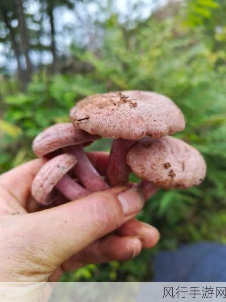 蘑菇视频曝光内幕-深入揭露拓展蘑菇视频背后的隐秘真相与内幕。