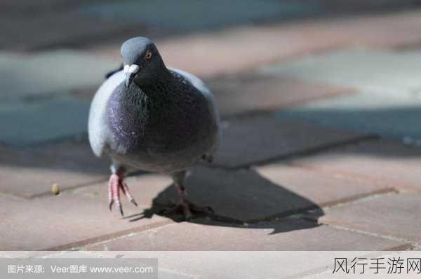 探索鸽子走路点头的奥秘