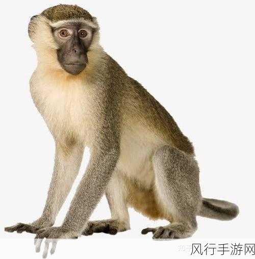 二人生猴子全程不盖被子图片大全-二人共享温馨时光：无被子猴子的趣味瞬间大集合