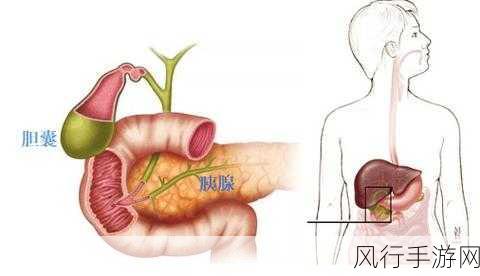 探寻胆汁分泌的神秘器官