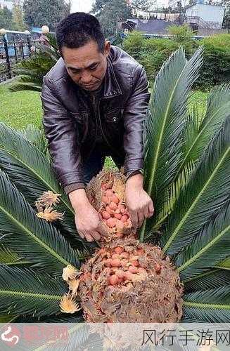 铁树开花果实,究竟能否生吃?