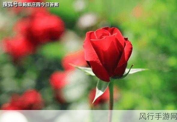 探索送花蚂蚁庄园与花卉之谜