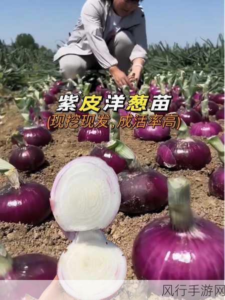 探寻洋葱在植物中的奥秘