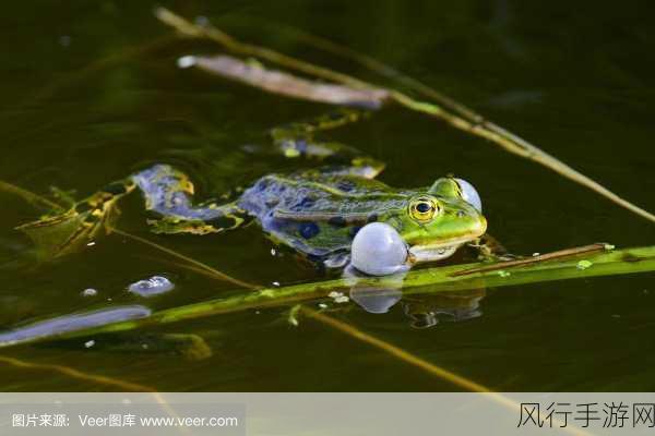 夏日青蛙呱呱叫之谜