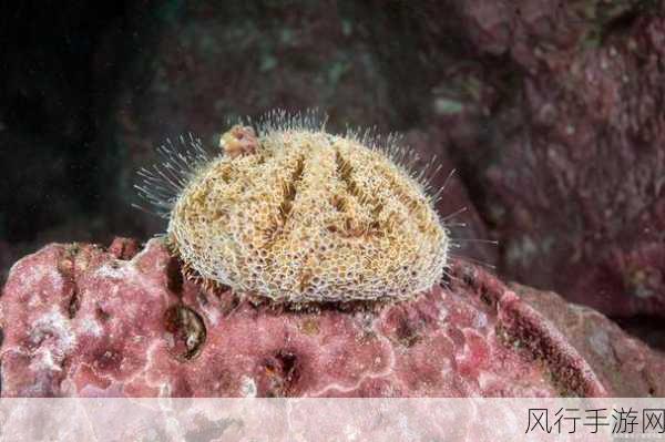 支付宝海洋里的海绵，究竟是动物还是植物？