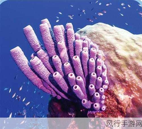 支付宝海洋里的海绵，究竟是动物还是植物？