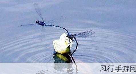 探究蚂蚁庄园中蜻蜓点水的奥秘