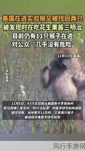 二人生猴子全程无被子免费-二人同心协力，免费体验猴子养成全程无被罩