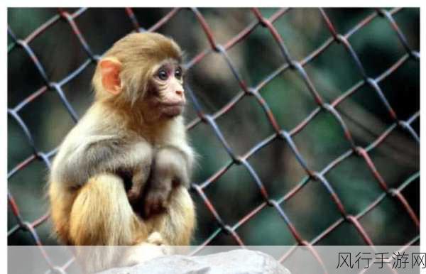 免费下载生猴子软件的软件-免费下载生猴子软件的完整指南与使用技巧