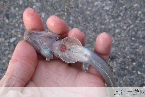 探索海洋中的真正鱼类,蚂蚁庄园的趣味谜题