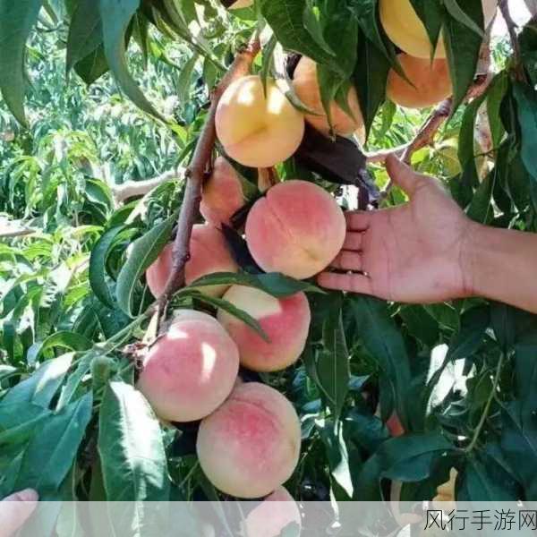 坤吧进蜜桃里面-在拓展坤吧的蜜桃世界中畅享无尽乐趣与惊喜