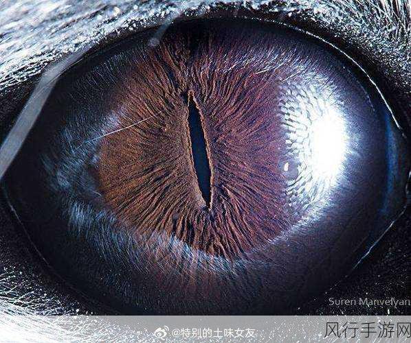 探寻动物瞳孔的奇妙形状,长方形瞳孔的神秘主人