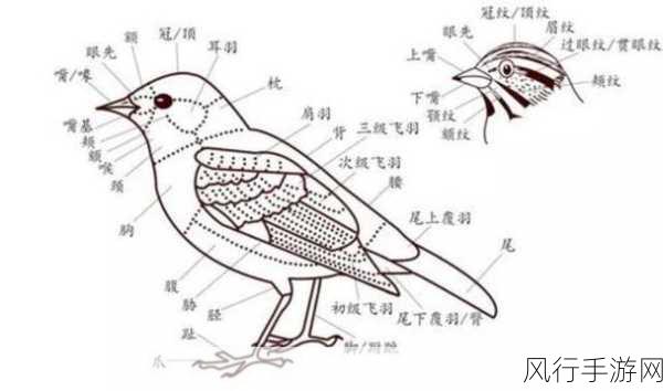 探寻古代聘礼中的鸟类,大雁与喜鹊