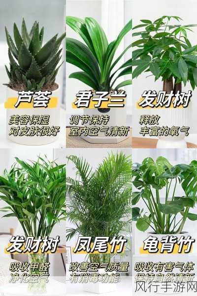 卧室植物的选择禁忌,你真的了解吗?