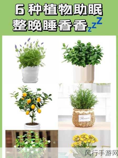 卧室植物的选择禁忌,你真的了解吗?