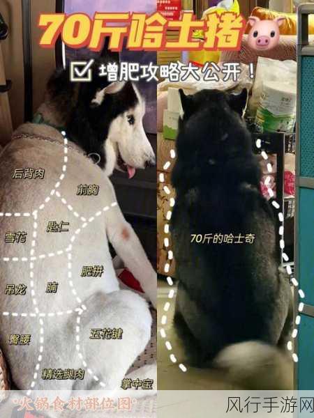 探索一磅的鱼,终极攻略秘籍