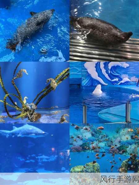 探索神奇海洋 8 月 18 日的水母之谜