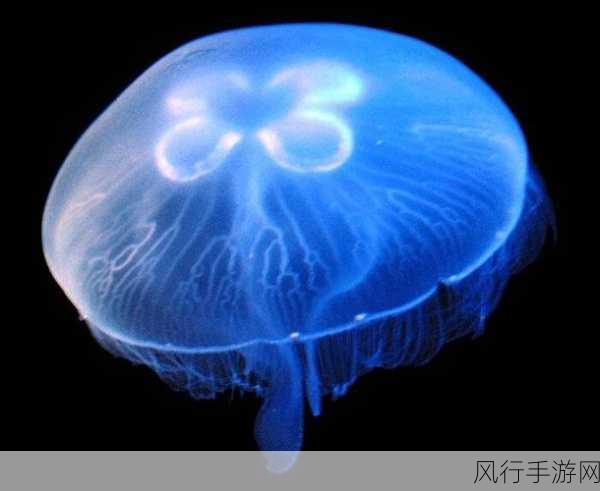 探索神奇海洋 8 月 18 日的水母之谜