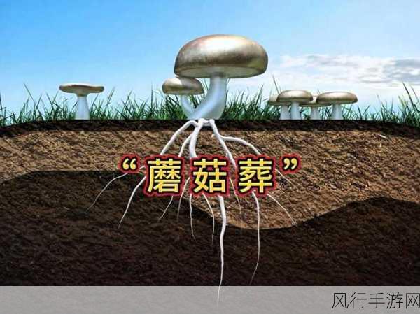 蘑菇视频黑料爆款-“揭秘蘑菇视频背后那些不为人知的黑料真相！”