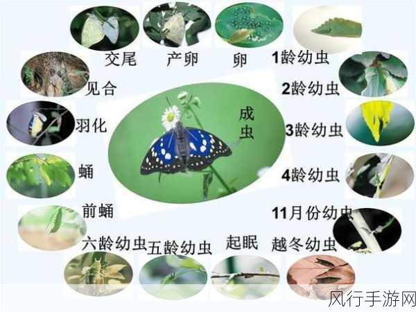 探索蝴蝶辨别食物味道的神秘部位