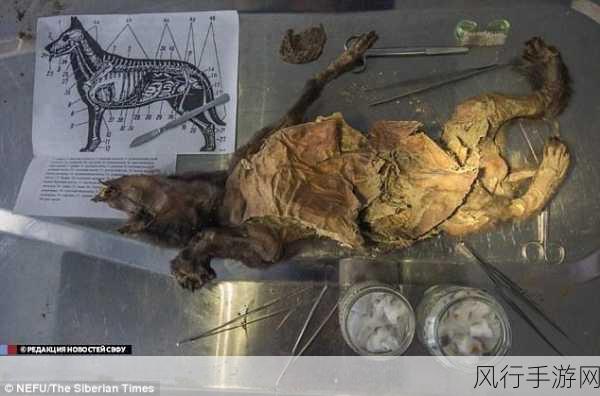 探秘猎奇游戏中的重口味世界——尸体解剖攻略