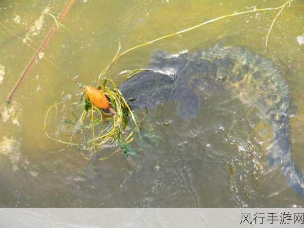 摩尔庄园新宠儿,比翼鳞钓鱼位置全解析
