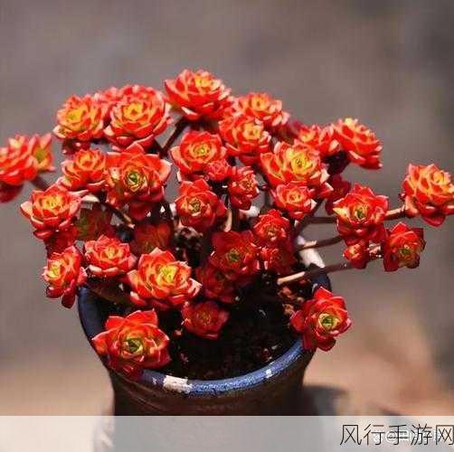 校园车多肉多的1v2-校园车流密集，带你领略多肉植物的迷人魅力