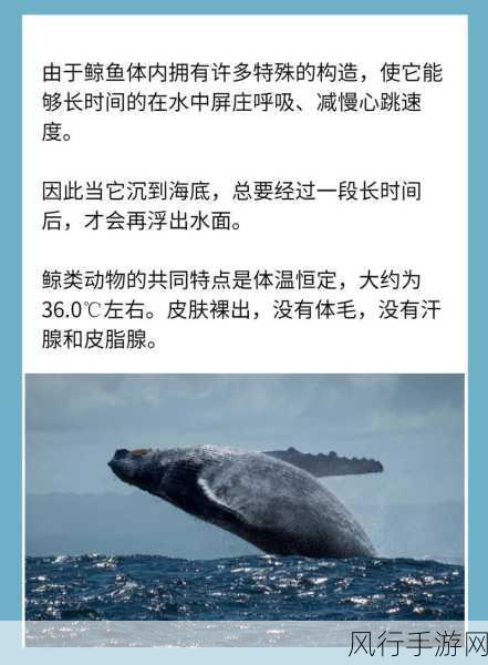 探索鲸鱼心跳之谜