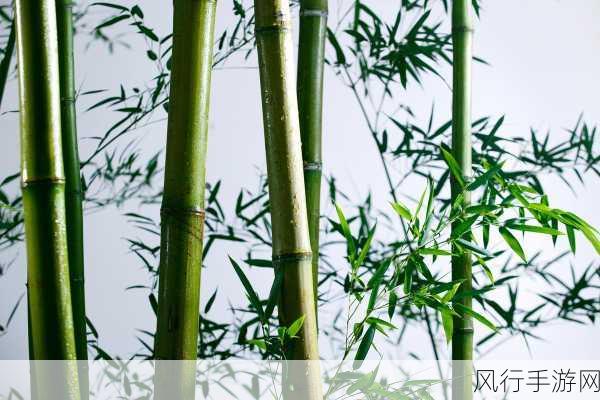 探秘岁寒三友图中的植物