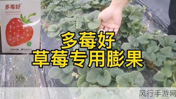 浪浪视频草莓视频-探索浪浪视频与草莓视频的精彩世界,发现更多乐趣!
