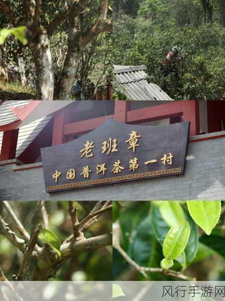 探寻世界茶树发源地的核心区域之谜