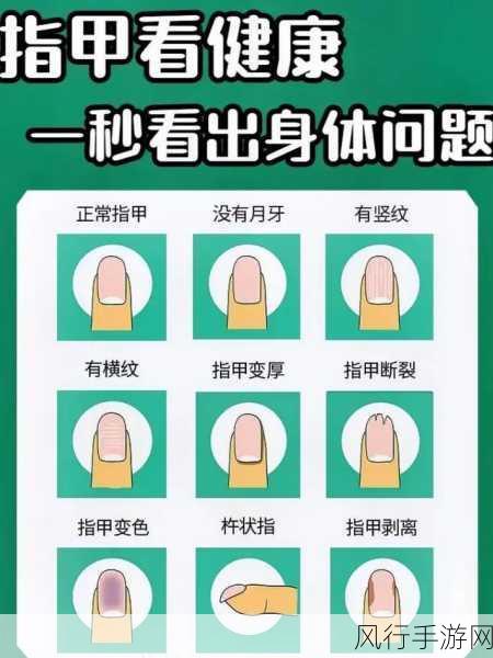 探秘蚂蚁庄园，指甲上的月牙少之谜