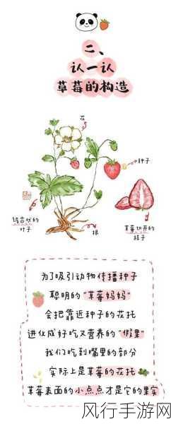 探寻草莓的神秘部位