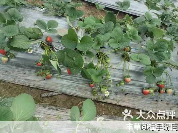 探寻草莓的神秘部位