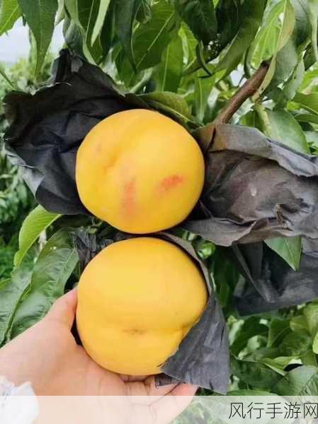 skinfood蜜桃视频-探索Skinfood蜜桃系列,让肌肤享受天然滋养体验