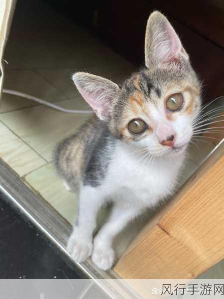 揭秘猫能钻小缝隙的神奇能力