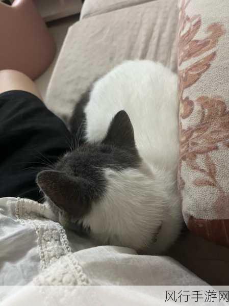 揭秘猫能钻小缝隙的神奇能力