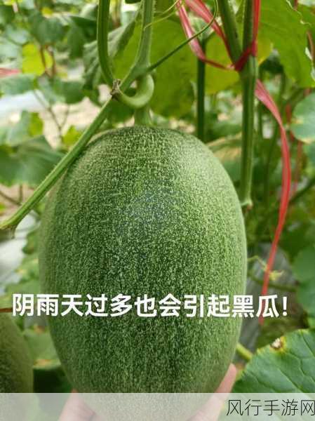 166今日黑瓜爆料 吃料fun-今日黑瓜爆料：揭秘吃料fun背后的趣味故事与内幕。