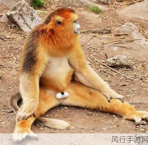 女生和男生一起生猴子-女生与男生携手共育可爱猴子,乐享亲子时光!