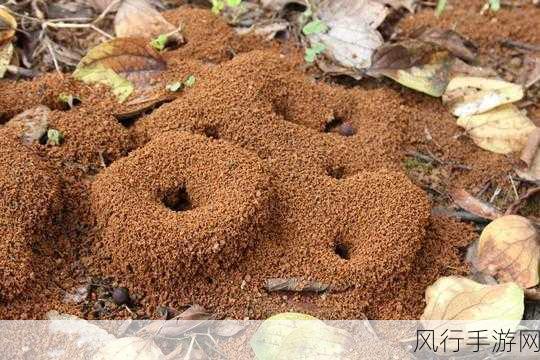 探寻蚂蚁新村中神秘的结子榨油之树