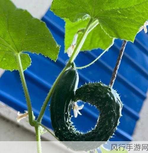 弯曲黄瓜的食用之谜