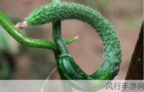 弯曲黄瓜的食用之谜