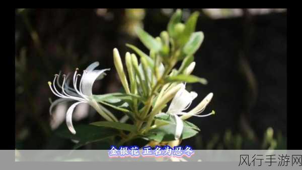 深度开发pop金银花免费软件-全面提升金银花深度开发的免费软件解决方案
