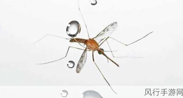 下雨天蚊子不被雨滴砸死的奥秘